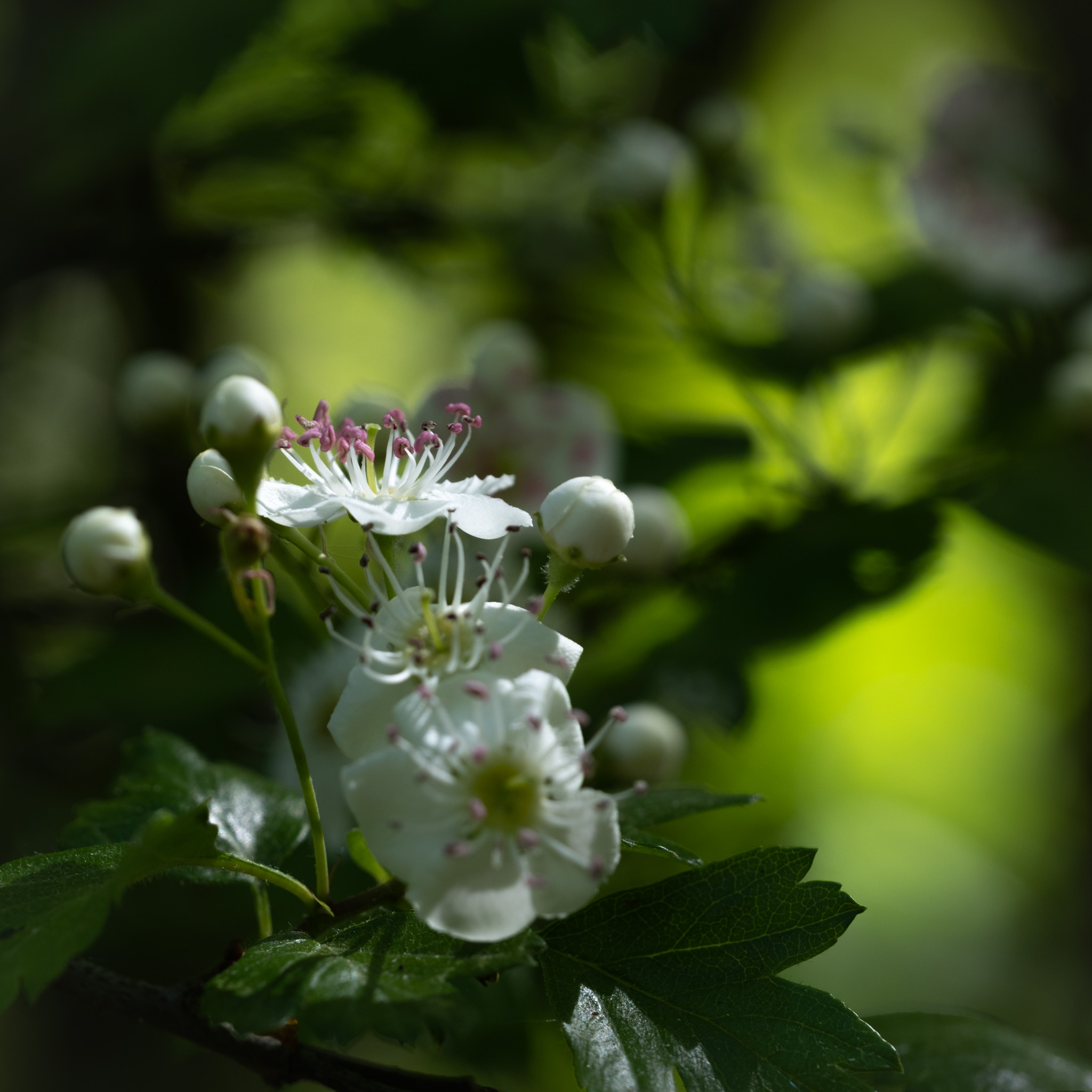 2025 05 13  xt 5   1705